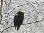 Eagle On Tree