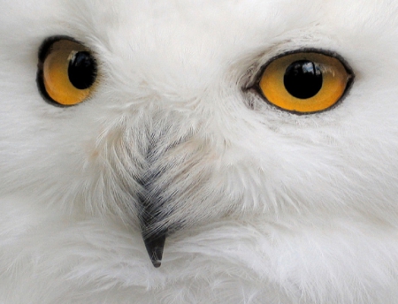 White Owl - animal, white, owl, bird