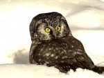 Owl In Snow