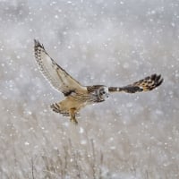 Owl In Winter