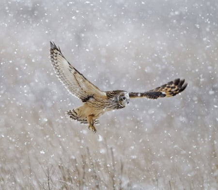 Owl In Winter - winter, snowing, owl, snow