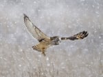 Owl In Winter