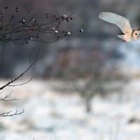 Owl In Winter