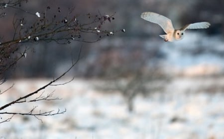 Owl In Winter - winter, owl, bird, snow