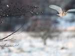 Owl In Winter