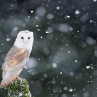 Owl In Winter