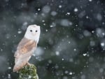 Owl In Winter