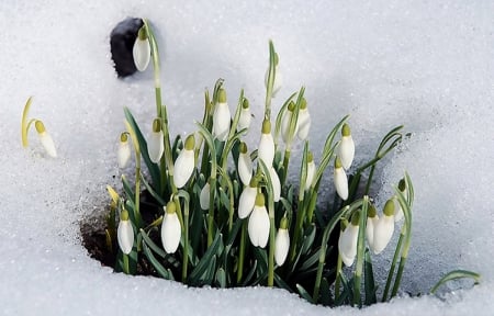 Snowdrops - snowdrops, flowers, snow, snowdrop