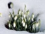 Snowdrops