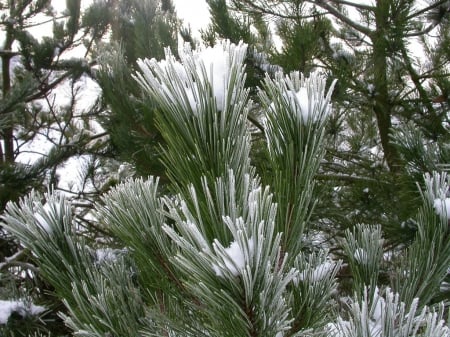 Winter Time - winter, nature, trees, snow