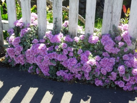 Sunny Sidewalk - old fence, flowers, daisies, sidewalk