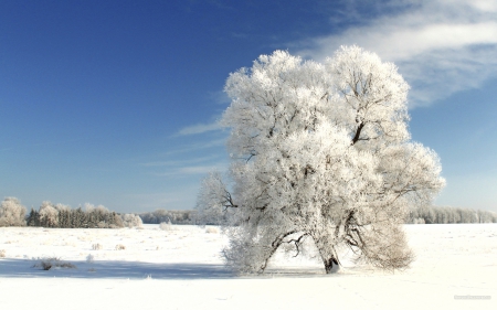 Snow tree - britney, paradise, hammock, spears, seagull