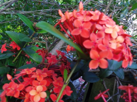 Orange flower - ixora, shrub, flower, orange