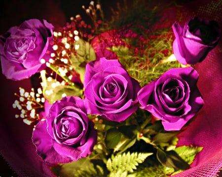 Beautiful rose - flowers, rose, pretty, beauty