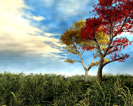 Beautiful day - clouds, nature, tree, sky