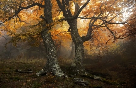 Forests - nature, forests, trees, woods