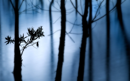 Silent Sorrow - sorrow, tree, silent, blue