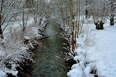 Forest River - snow, trees, water, creek