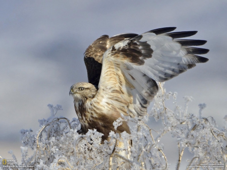 Hunting hawk - birds of prey, wildlife, animals, predators, wallpaper, hawk, nature, eagle, wild, predatory birds