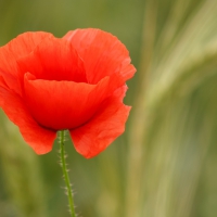 *** Poppy ***