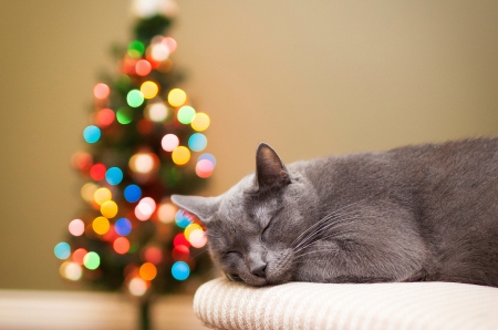 Adorable Cat - bokeh, cat, christmas, christmas tree, kitten, magic christmas, cats, xmas, merry christmas, kitty