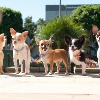 Mexican wolf pack in beverly hills.