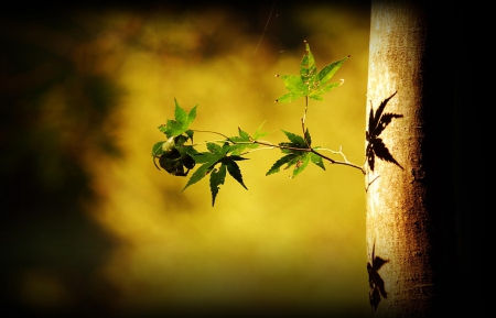 * - leaves, nature, forest, shadow