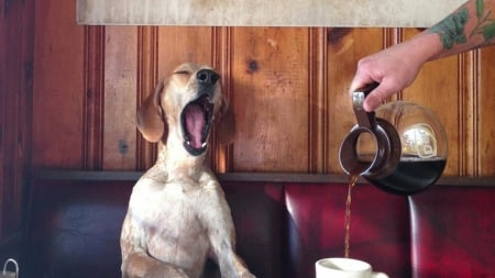 dog yawns - yawns, animal, dogs, coffee, art, wallpaper