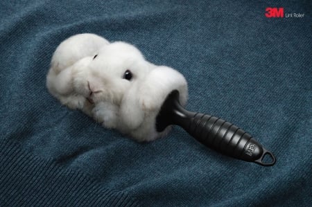 commercial - fluffy, manupalation, commercial, white rabbit, art photo, brush, wallpaper