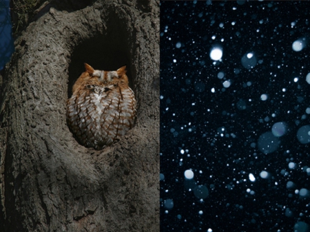 Owl - animal, tree, owl, bird