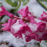 Flowers In Snow