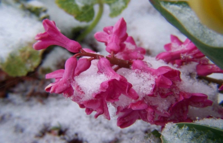 Flowers In Snow - Winter, Snow, Flower, Flowers