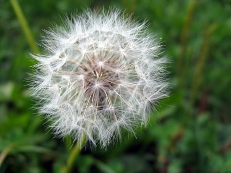 Dandelion - field, flower, spring, dandelion