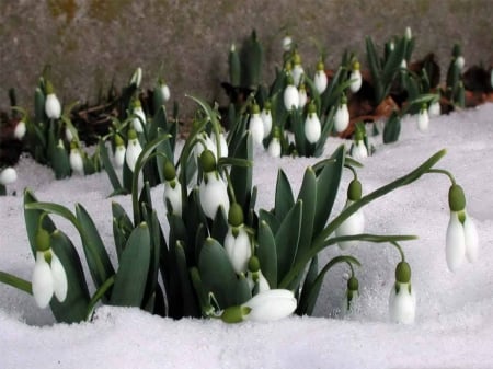 Snowdrops - winter, snowdrops, flowers, snow