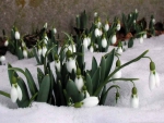 Snowdrops