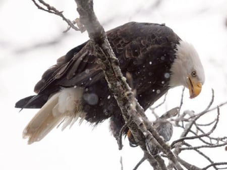 Eagle On Tree - winter, nature, eagle, bird