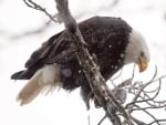 Eagle On Tree