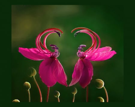 Mirror image - flowers, two, matching, pink