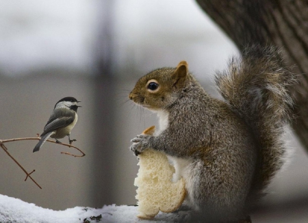 Breakfast - sparrow, winter, cute, friends, squirrel