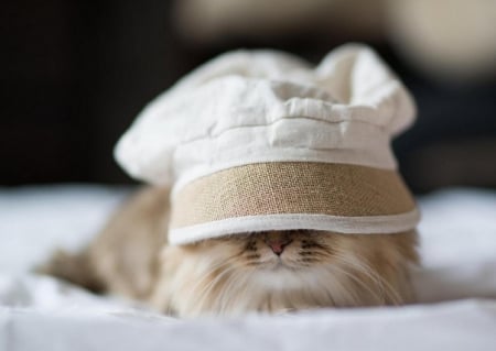 Cute Cat - hat, animal, photography, cute, cat