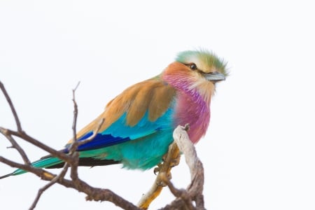 *** Colorful bird *** - bird, birds, animal, animals