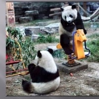 2 Panda bears playing