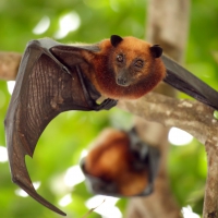 Malayan flying foxes