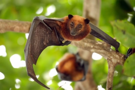 Malayan flying foxes - eyes, round, red, brown