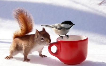 So cute friends! - bird, cute, friends, squirrel