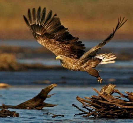 bird of prey - logs, eagle, wood, flying, lake