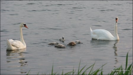 Swan Family - spears, britney, seagull, hammock, paradise