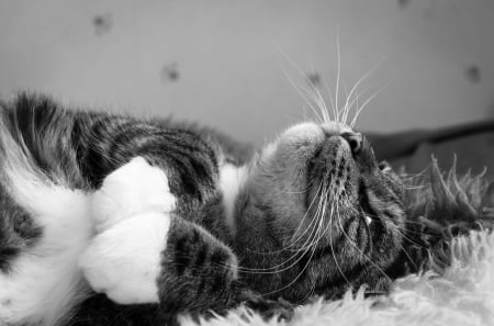 Cat - sleepy, cute, beautiful, cat, sleeping, kitty, cats, hat, cat face, paws, face, animals, pretty, beauty, sweet, kitten, lovely