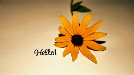 Hello♥ - one, for you, wish, daisy, beauty, hello, orange, flower