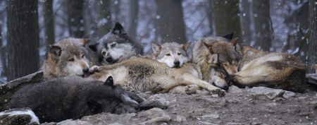 Afternoon relaxing - wildlife, wallpaper, winter, cute, animals, sweet, hd, wolf, wolves, wild, snowfall, predators, nature, snow